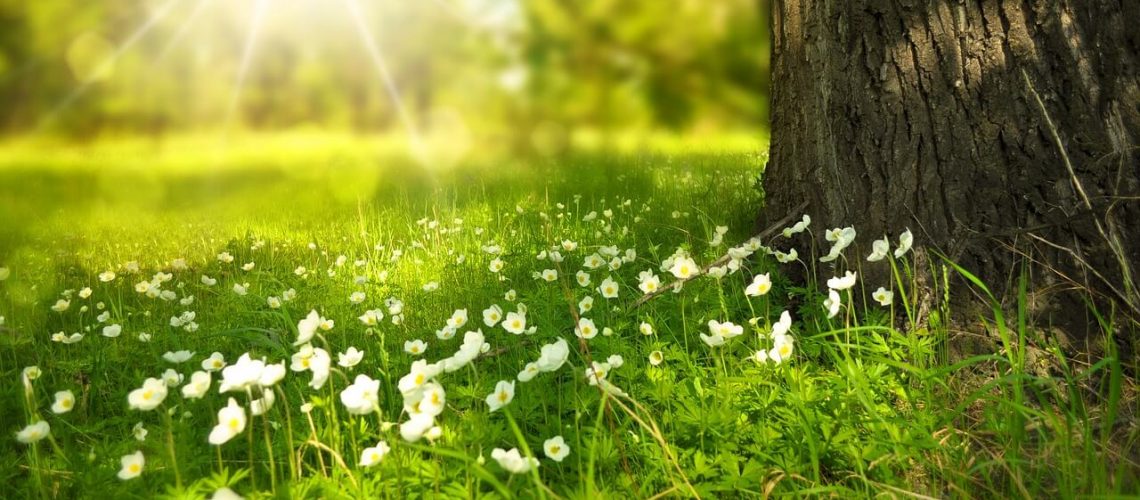 spring
