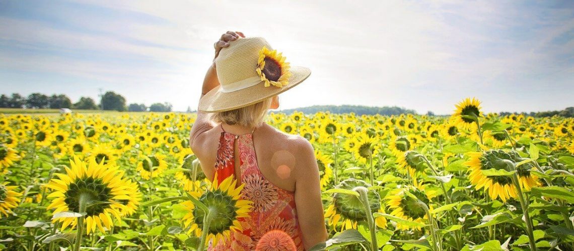 sunflowers